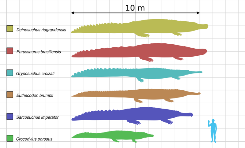 File:Large crocodyliformes.svg