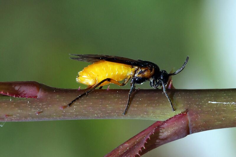 File:Large rose sawfly (Arge pagana stephensii).jpg