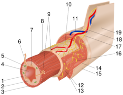 Layers of the GI Tract numbers.svg