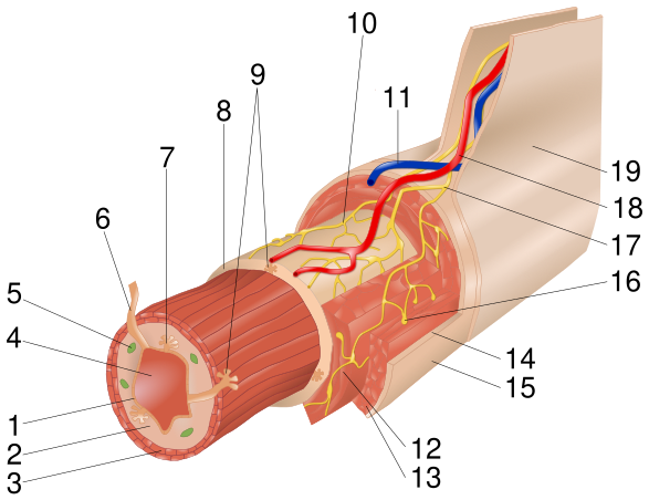 File:Layers of the GI Tract numbers.svg