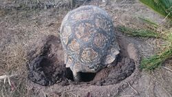 Leopard tortoise digging hole.jpg