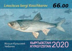 Leuciscus bergi 2020 stamp of Kyrgyzstan.jpg