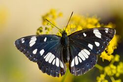 Limenitis reducta (9563868231).jpg