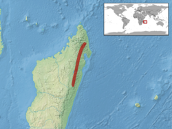 Lygodactylus bivittis distribution.png