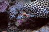 Lysmata amboinensis cleans mouth of a Moray eel.jpg