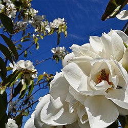 Magnolia maudiae (4461695260).jpg