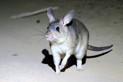 Malagasy giant rat.jpg