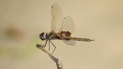 Male Common Glider lateral (17274274202).jpg