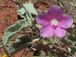 Malvaceae flower near Bourke.jpg