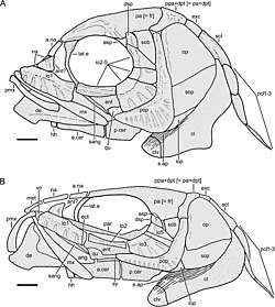 Marcopoloichthys furreri skull reconstructions.jpg