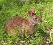 Brown rabbit