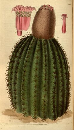 Melocactus intortus.jpg