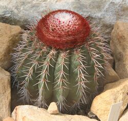 Melocactus lanssensianus.jpg