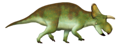 Menefeeceratops TD.png