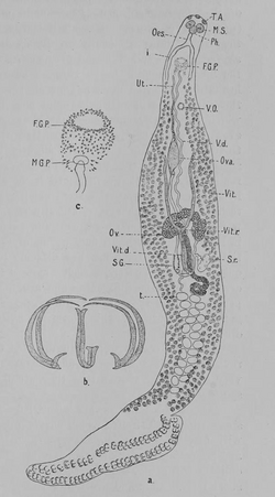 Microcotyle pomacanthi (Microcotylidae) in MacCallum 1915 Notes on the genus Microcotyle.png