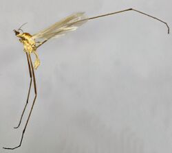 Molophilus pleuralis, Glaslyn, North Wales, July 2014 (17142461500).jpg