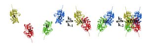 two protein subunits bind to form a dimer. Two dimers then bind to form the final tetramer.