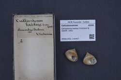 Naturalis Biodiversity Center - RMNH.MOL.140457 - Calliostoma hedleyi Pritchard & Gatliff, 1902 - Calliostomatidae - Mollusc shell.jpeg