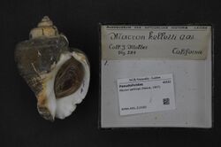 Naturalis Biodiversity Center - RMNH.MOL.212200 - Macron aethiops (Reeve, 1847) - Pseudolividae - Mollusc shell.jpeg