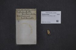 Naturalis Biodiversity Center - RMNH.MOL.232196 - Diaphana minuta Brown, 1827 - Diaphanidae - Mollusc shell.jpeg