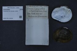 Naturalis Biodiversity Center - RMNH.MOL.326264 - Fusconaia cor (Conrad, 1834) - Unionidae - Mollusc shell.jpeg