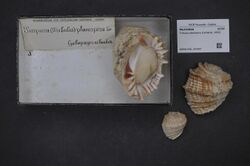 Naturalis Biodiversity Center - RMNH.MOL.347947 - Tribulus planospira (Lamarck, 1822) - Muricidae - Mollusc shell.jpeg