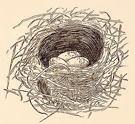 Nest of Fern-bird (Sphenaeacus punctatus).jpg