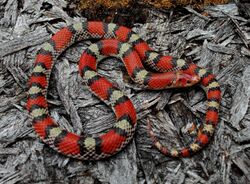 Northern Scarlet Snake (Cemophora coccinea copei) (8715614817).jpg