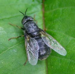 Odontomyia-tigrina-Soldier-fly-20100606a.JPG