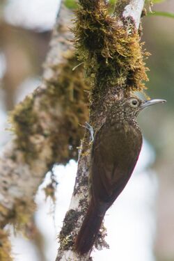 Olive-backed Woodcreeper (15291466318).jpg