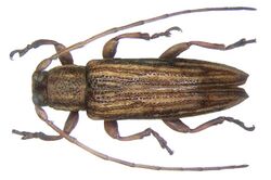 Orcesis multipunctata (Pic, 1927) female (3438198815).jpg