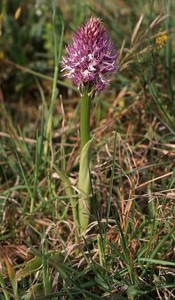 Orchis italica wiki mg-k01.jpg