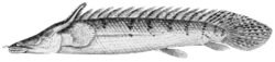 PSM V61 D550 Polypterus congicus with external gills from the congo river.png