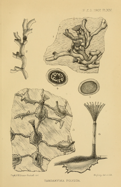 PZSL1907Plate14.png