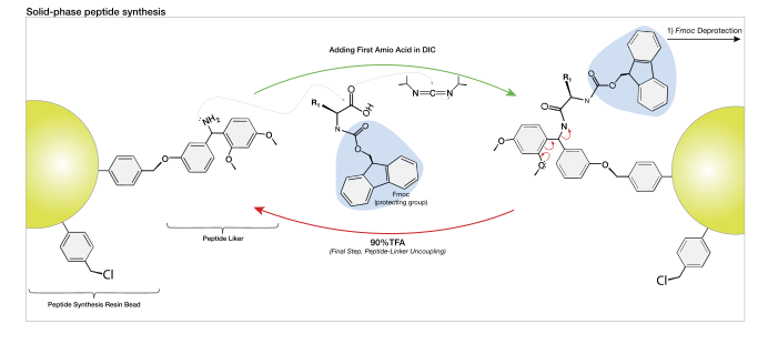 File:Peptide Synthesis.svg