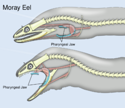 Pharyngeal jaws of moray eels.svg