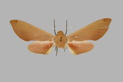 Phylloxiphia metria, female, upperside. Zambia, Mwengwa, 75 miles W of N'dola, BMNHE271377.jpg