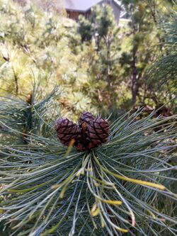 Pinus pumila × P. sibirica cones in early spring.jpg