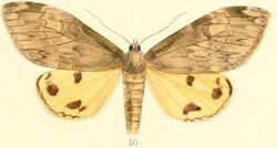 Pl.03-16-Ilema virescens (Moore, 1879) (Cadrusia).JPG