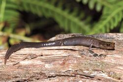 Plethodon elongatus.jpg