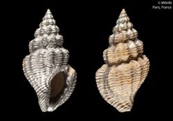 Pleurotomoides lienardioides (MNHN-IM-2000-3060) 002.jpeg