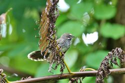 Pohnpei Fantail.jpg