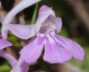 Ponerorchis graminifolia (flower s5).jpg