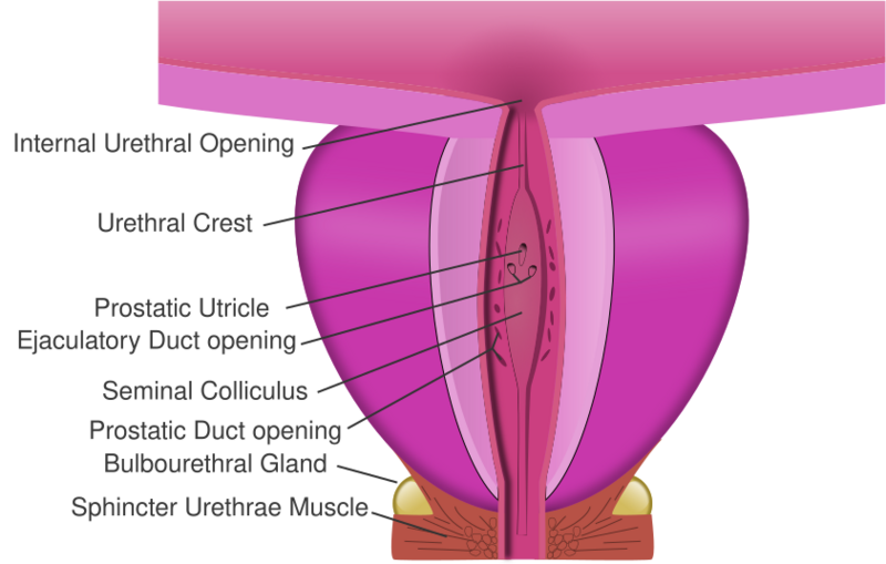 File:Prostatic urethra.svg
