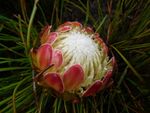 Protea montana rebeccaryen iNat 39755299a.jpg