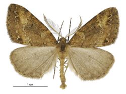 Pseudocoremia ombrodes male.jpg