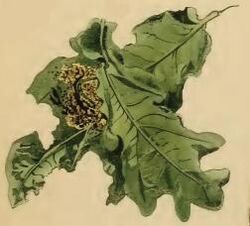 Pseudotelphusa paripunctella oak leaves spun together and eaten by larva.JPG