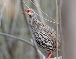 Pternistis afer subsp afer, Kunene River Lodge, Birding Weto, a.jpg