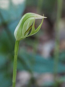 Pterostylis hildae 2.jpg