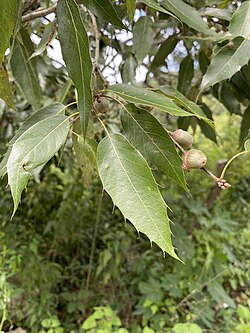 Quercus Sartorii.jpg